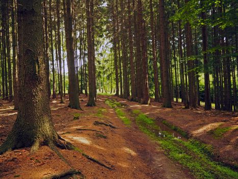 dirty path with  puddle  - road in old spruce tree forest with magic lights and shadows