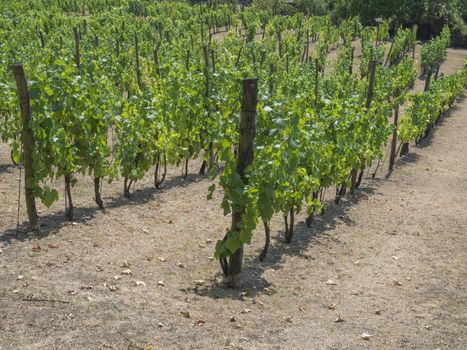 close up grapevine on vineyard in Benatky nad Jizerou, Czech republic, fresh green trees with matured grapes