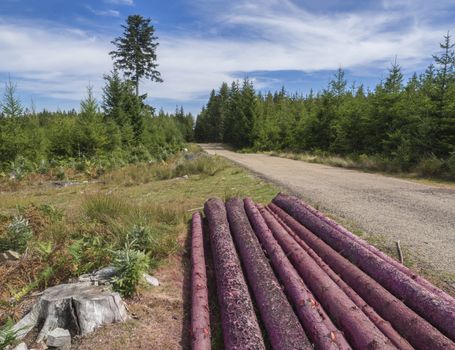 harvested logs pink trunk for firewood drying next forest road, green spruce trees and blue sky background.