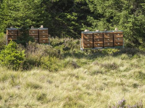 Beekeeping in the forest. Brown wooden beehives in spruce tree woods on summer sunny day.