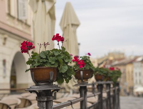 red geranium flower pots on empty restaurant café garden fencing on old city street