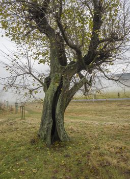 cracked moss covered beech tree with mist background and grass with fallen leaves