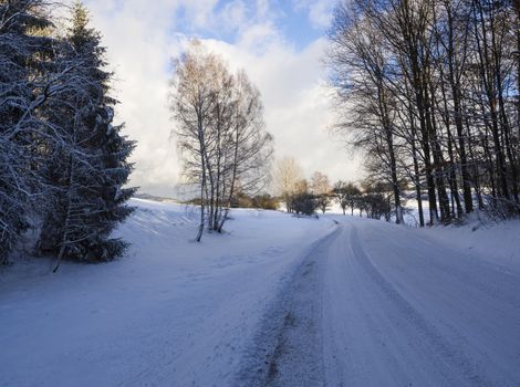 snow covered asphalt road curve in winter forest wit tall tree, sunny day.