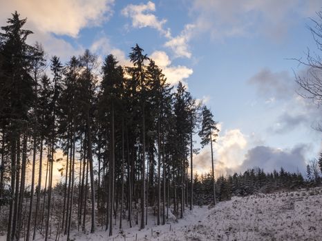 Tall spruce trees in snow covered forest landscape with snowy trees, branches, idyllic winter landscape in dusk, orange sunset clouds, blue sky.