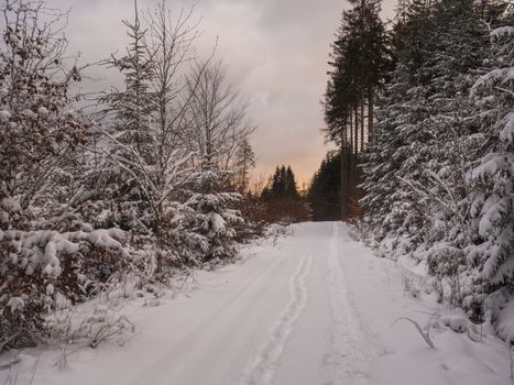 road or footpath in snow covered forest landscape with snowy fir and spruce trees, branches, idyllic winter landscape in dusk, pink sunset sun light.