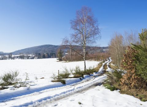 snow covered field dirt road curve in winter forest with tall birch tree, rural village landscape, sunny day.