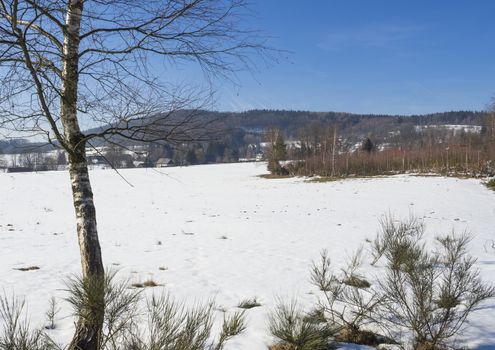 snow covered field in winter forest with tall birch tree, rural village landscape, sunny day.