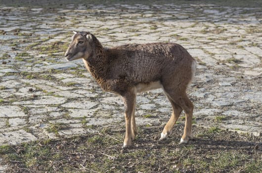 cllose up female European mouflon (Ovis orientalis musimon) standing on the court, captive animal