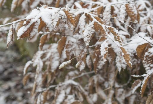 close up snow covered orange alder leaves snowfall winter background