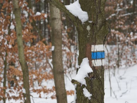 close up blue sign for hikers tourist on snow covered tree, defocused orange leaves, winter forest background