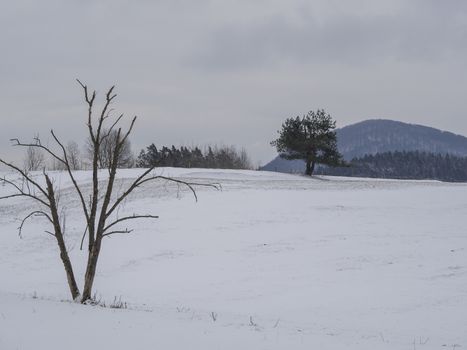 winter field and forest countryside snow covered landscape with dry bare trees and hill in luzicke hory mountain
