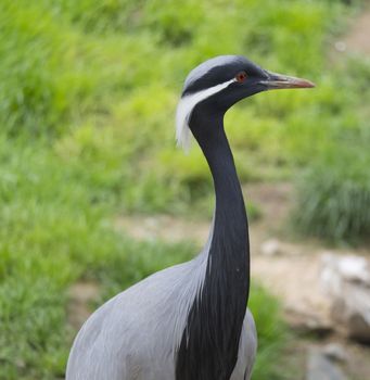 Detail profile portrait of beautiful Demoiselle Crane, Anthropoides virgo. Bird in green nature habitat. Wildlife scene, crane portrait. Bokeh green grass backgoround.