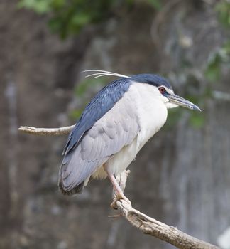 Close up Black Crowned Night Heron, Nycticorax nycticoras sitting on bare tree branche, selective focus.