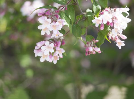 Close up pink Blossoming weigela flower with green leaves in spring, selective focus, natural floral background.