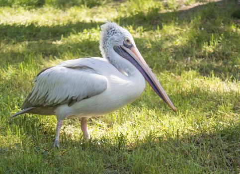 Portrait of Great white or eastern white pelican, Pelecanus onocrotalus or rosy pelican standing on green grass. White pelican bird breeds from southeastern Europe through Asia and in Africa in swamps and shallow lakes