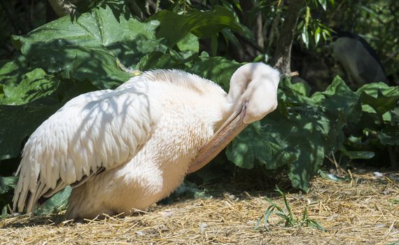 Portrait of Great white or eastern white pelican, Pelecanus onocrotalus or rosy pelican preening his wings. White pelican bird breeds from southeastern Europe through Asia and in Africa