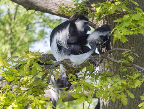 Mantled guereza monkey also named Colobus guereza with her baby little monkey sitting on tree branch, natural sunlight, copy space.