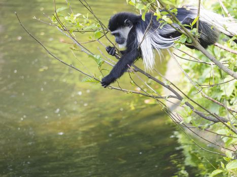 young baby Mantled guereza monkey also named Colobus guereza eating tree leaves, climbing tree branch over the water, natural sunlight, copy space.