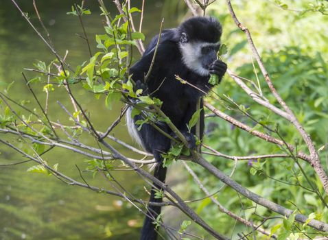 young baby Mantled guereza monkey also named Colobus guereza eating tree leaves, climbing tree branch over the water, natural sunlight, copy space.