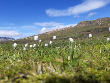 Flowers and plants of Iceland: Scheuchzer's cottongrass, or white cottongrass, latin name: Eriophorum scheuchzeri in a green Icelandic landscape on blue sky