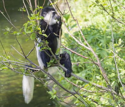 young baby Mantled guereza monkey also named Colobus guereza eating tree leaves, climbing tree branch over the water, natural sunlight, copy space.
