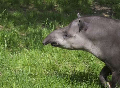 South American tapir portrait Tapirus terrestris walking in grass in its habitat.