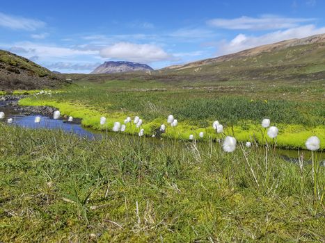 Flowers and plants of Iceland: Scheuchzer's cottongrass, or white cottongrass, latin name: Eriophorum scheuchzeri in a green Icelandic landscape on blue sky