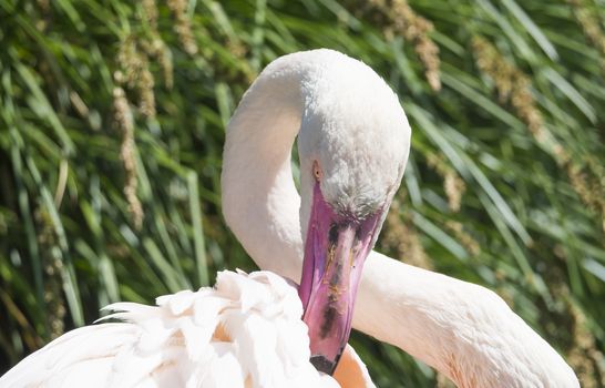 Beautiful Closeup Portrait of a Pink Flamingo.Beautiful Close up Portrait of a Pink Flamingo The greater flamingo Phoenicopterus roseus, focus on eye, copy space.