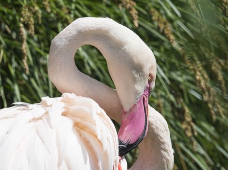 Beautiful Closeup Portrait of a Pink Flamingo.Beautiful Close up Portrait of a Pink Flamingo The greater flamingo Phoenicopterus roseus, focus on eye, copy space.