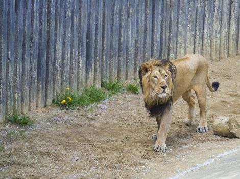 Adult male Asiatic lion, Panthera leo persica, walking in his paddoc, concrete wall background. The King of beasts, biggest cat of the world. The most dangerous and mighty predator of the world