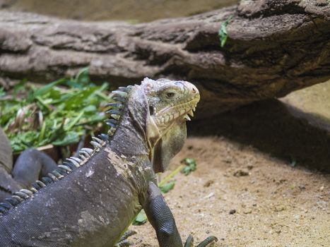 Close up portrait of a lesser Antillean iguana. Igauana delicatissima is a large arboreal lizard endemic to the Lesser Antilles, critically endangered large arboreal lizard. Selective focus on eye