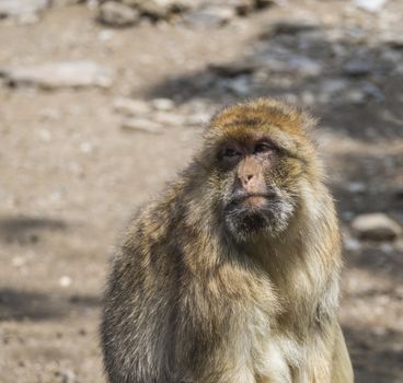 Close up portrait of Barbary macaque, Macaca sylvanus, looking to the camera, selective focus, copy space for text