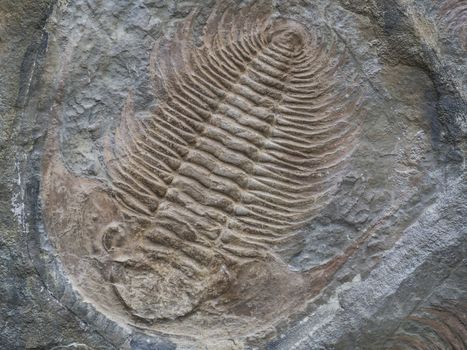 Large trilobite fossil Colpocoryphe grandis printed in stone.