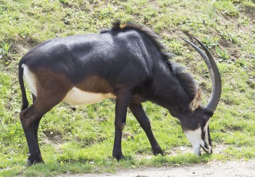 Close up portrait of male Sable antelope Hippotragus niger grazing on green grass. Sable antelope inhabits wooded savannah in East Africa south of Kenya, and in Southern Africa, and Angola