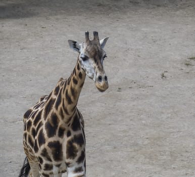 Close up portrait of Giraffa camelopardalis camelopardalis Linnaeus, frontal view, dirt background.