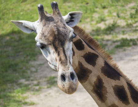 Close up portrait of giraffe head, Giraffa camelopardalis camelopardalis Linnaeus, frontal view, green bokeh background.