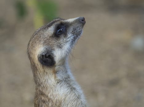 Close up portrait of meerkat or suricate, Suricata suricatta profile side view, selective focus, copy space for text.