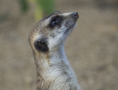 Close up portrait of meerkat or suricate, Suricata suricatta profile side view, selective focus, copy space for text.