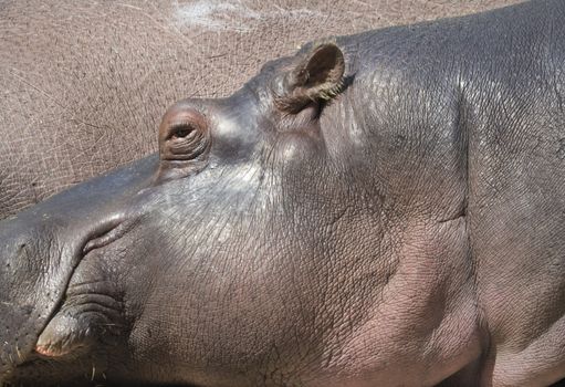 Portrait of a hippopotamus, Hippopotamus amphibius lying hipo head, focus on eye.