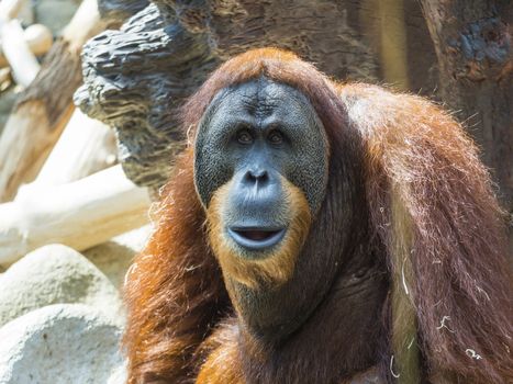 Close-up portrait of an adult male of Sumatran orangutan, Pongo abelii sad looking, frot view. Sumatran orangutan is endemic to the north of Sumatra and is critically endangered