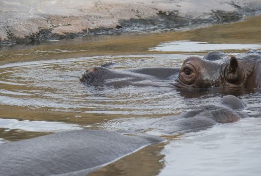 Close up portrait of a hippopotamus head, Hippopotamus amphibius lying hipoin swiming in the water focus on eye,