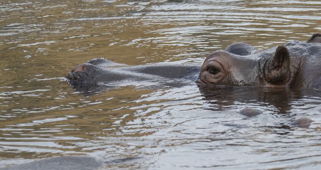 Close up portrait of a hippopotamus head, Hippopotamus amphibius lying hipoin swiming in the water focus on eye,