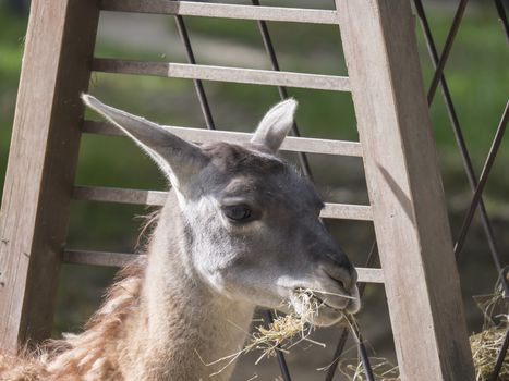 Close up Guanaco Lama guanicoe head shot profile portrait in stall.