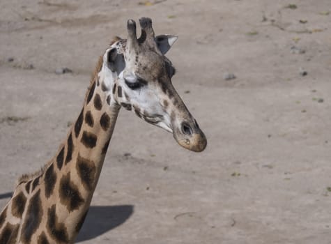 Close up portrait of giraffe head, Giraffa camelopardalis camelopardalis Linnaeus, profile view, beige bokeh background.
