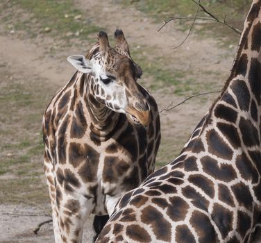 Close up portrait of giraffe head, Giraffa camelopardalis camelopardalis Linnaeus, frontal view, green bokeh background.