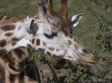 Close up portrait of giraffe head sticking out tongue. Giraffa camelopardalis camelopardalis Linnaeus, frontal view, green bokeh background.