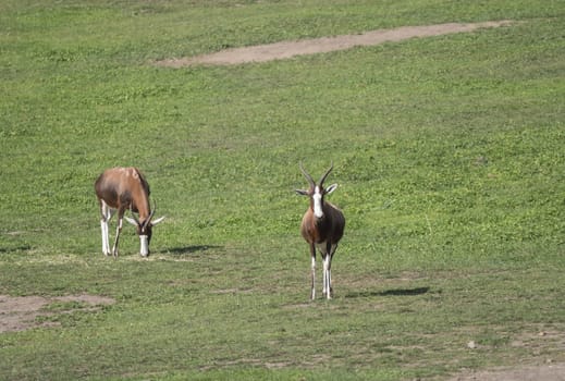 Two adult Blesbok or blesbuck antelope, Damaliscus pygargus phillipsi, brown animal with horns, white blaze on the face, endemic to South Africa and Swaziland, grazing on green grass.