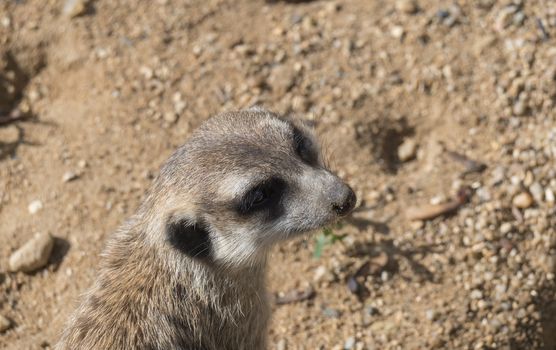 Close up portrait of meerkat or suricate, Suricata suricatta looking to the camera, selective focus, copy space for text.