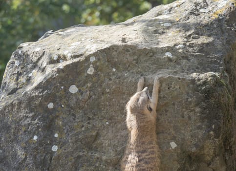 Meerkat or suricate, Suricata suricatta climbing on the roxk stone, selective focus, copy space for text.