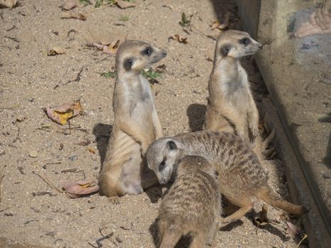Group of meerkat or suricates, Suricata suricatta looking on visitors at zoo behind the glass.